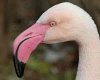 pink_flamingo[1].jpg